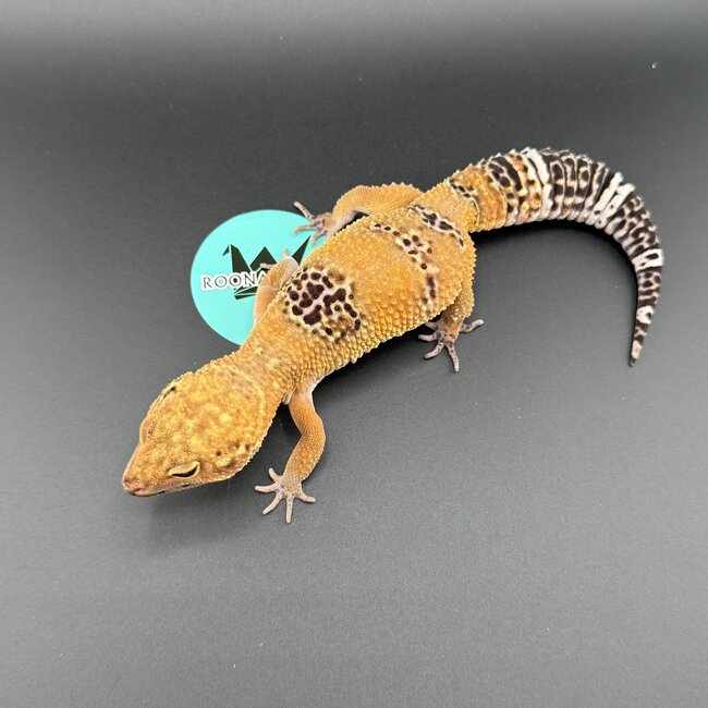 Satpura Macularius x Black Night Mandarin Hybrid Leopard Gecko 'A' Female