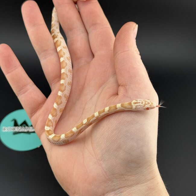 Honey Corn Snake