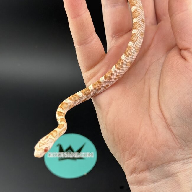 Honey Corn Snake