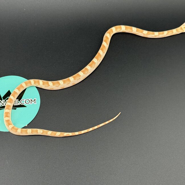 Honey Corn Snake