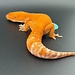 Tangerine Mix Leopard Gecko