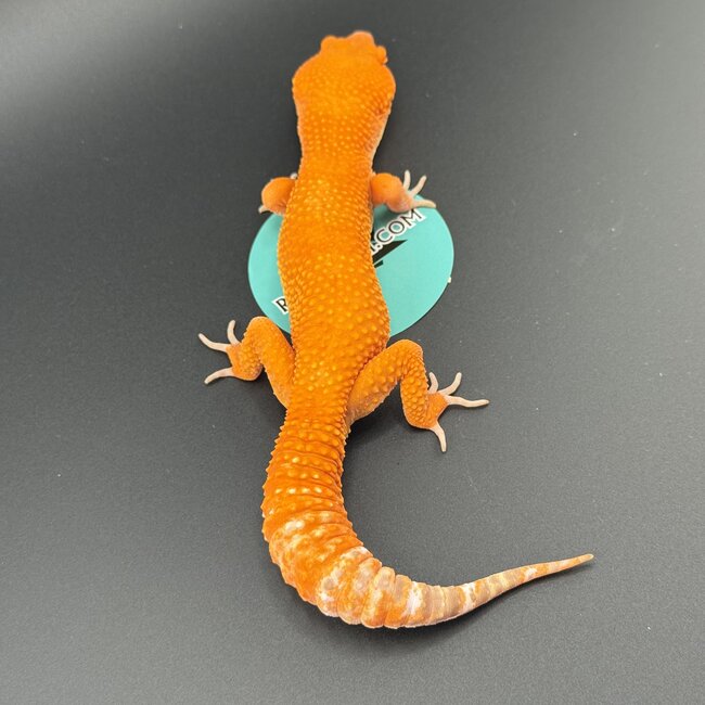 Tangerine Mix Leopard Gecko
