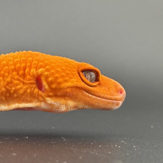 Tangerine Mix Leopard Gecko