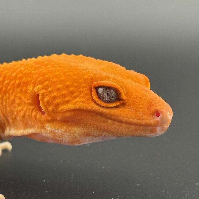 Tangerine Mix Leopard Gecko