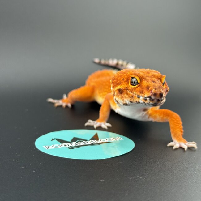 Blood Emerine Melanistic Leopard Gecko Male