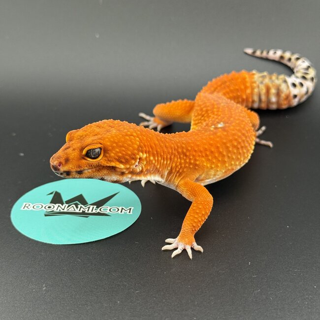 Blood Emerine Melanistic Leopard Gecko Male
