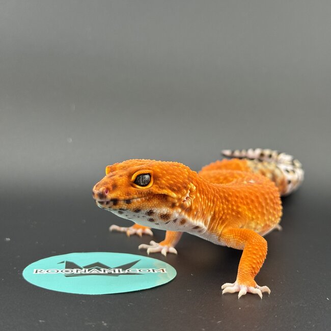 Blood Emerine Melanistic Leopard Gecko Male