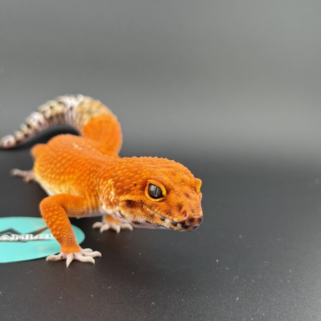 Blood Emerine Melanistic Leopard Gecko Male