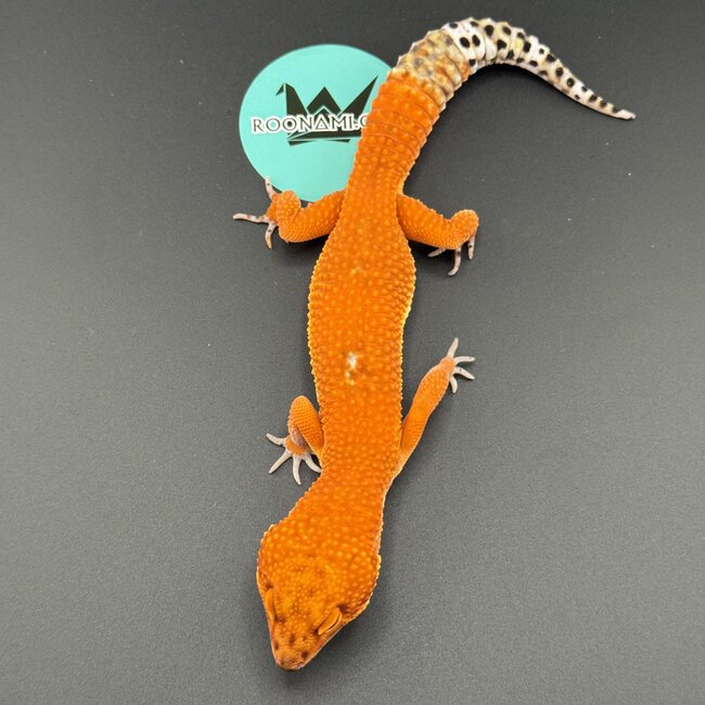 Blood Emerine Melanistic Leopard Gecko Male