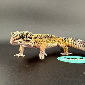 Melanistic Bold Leopard Gecko Male