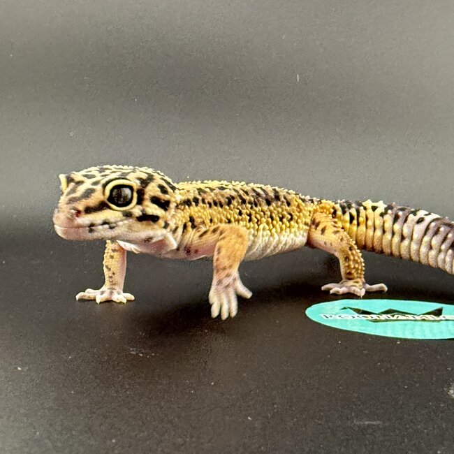 Melanistic Bold Leopard Gecko Male