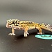 Melanistic Bold Leopard Gecko Male