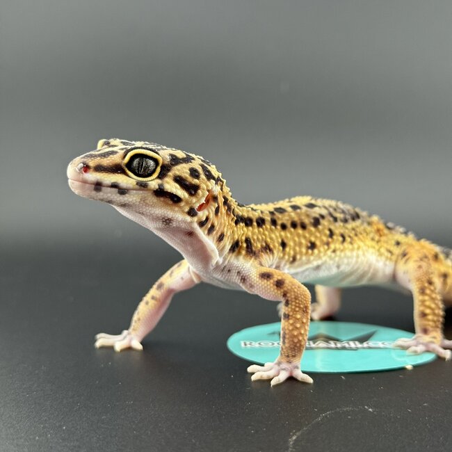 Melanistic Bold Leopard Gecko Male