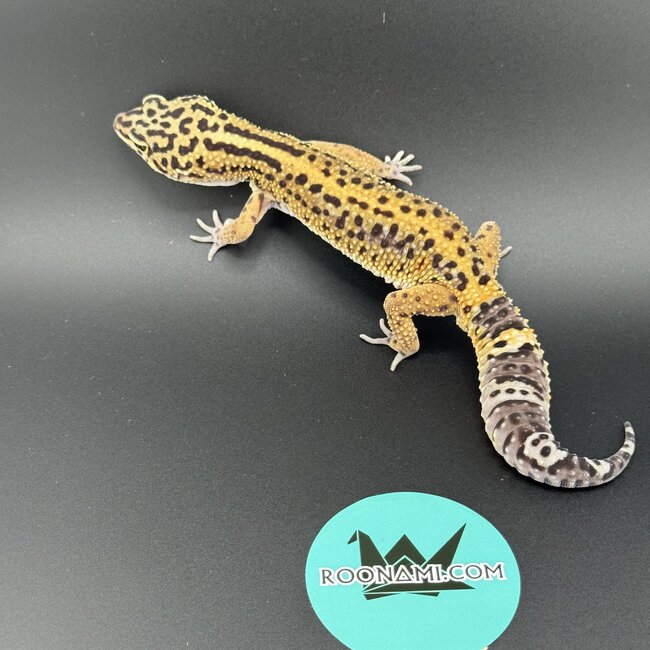 Melanistic Bold Leopard Gecko Male