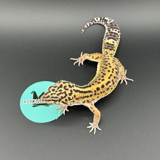 Melanistic Bold Leopard Gecko Male