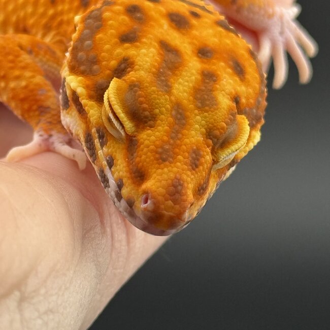Bell Blood Tangerine Leopard Gecko