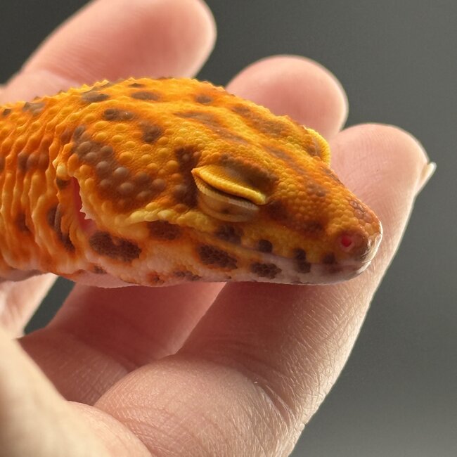 Bell Blood Tangerine Leopard Gecko