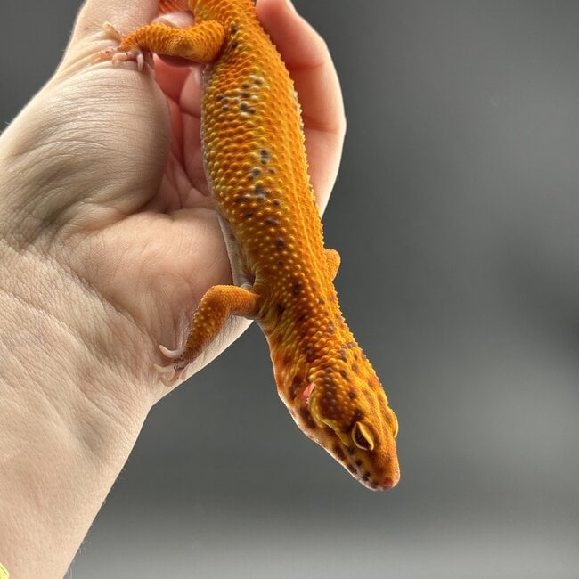 Bell Blood Tangerine Leopard Gecko