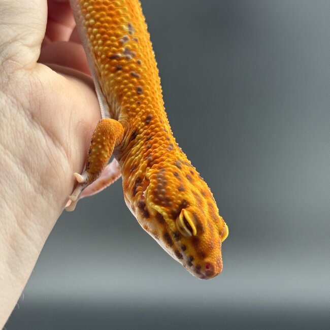Bell Blood Tangerine Leopard Gecko