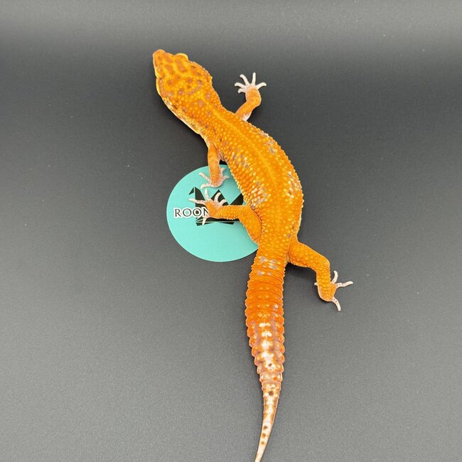 Bell Blood Tangerine Leopard Gecko