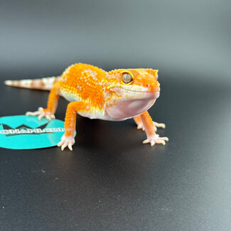 Mandarin Tangerine Rainwater Male Leopard Gecko