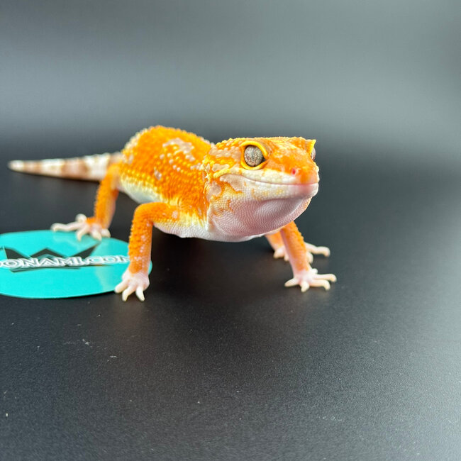 Mandarin Tangerine Rainwater Male Leopard Gecko