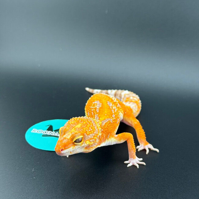 Mandarin Tangerine Rainwater Male Leopard Gecko