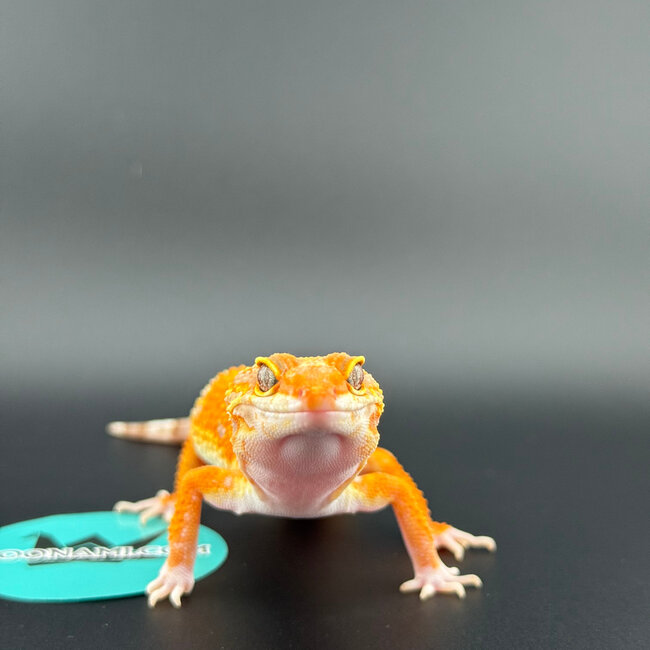 Mandarin Tangerine Rainwater Male Leopard Gecko