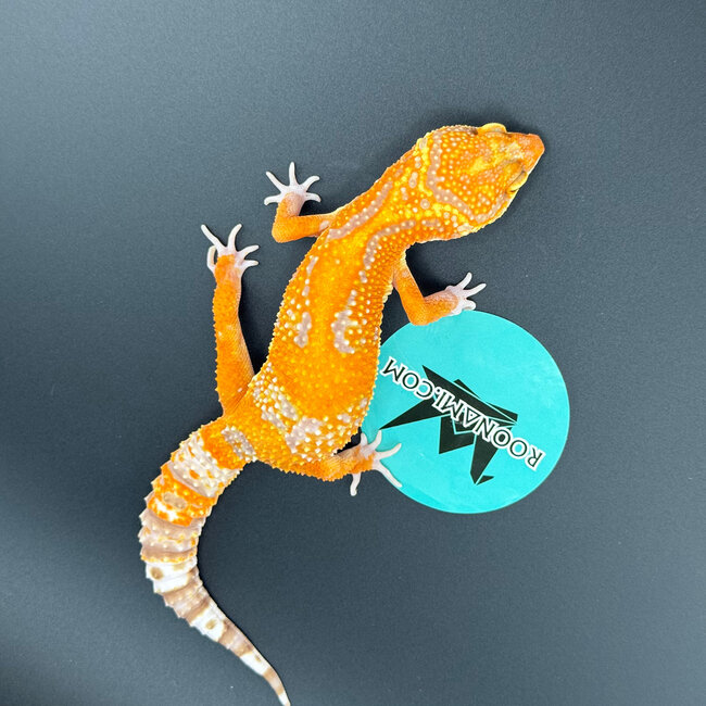 Mandarin Tangerine Rainwater Male Leopard Gecko
