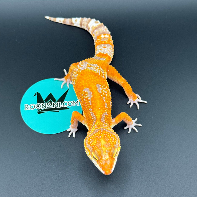 Mandarin Tangerine Rainwater Male Leopard Gecko