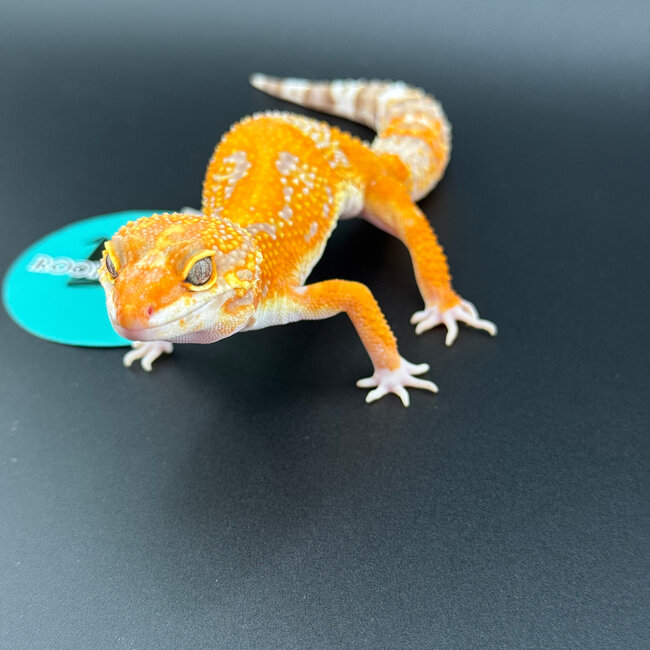 Mandarin Tangerine Rainwater Male Leopard Gecko