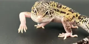 Critter update Jan2026