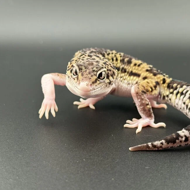 Critter update Jan2026