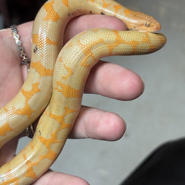 Paradox Albino Kenyan Sand Boa Male 66% het anery