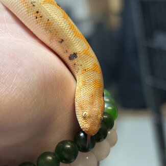 Paradox Albino Kenyan Sand Boa Male 66% het anery