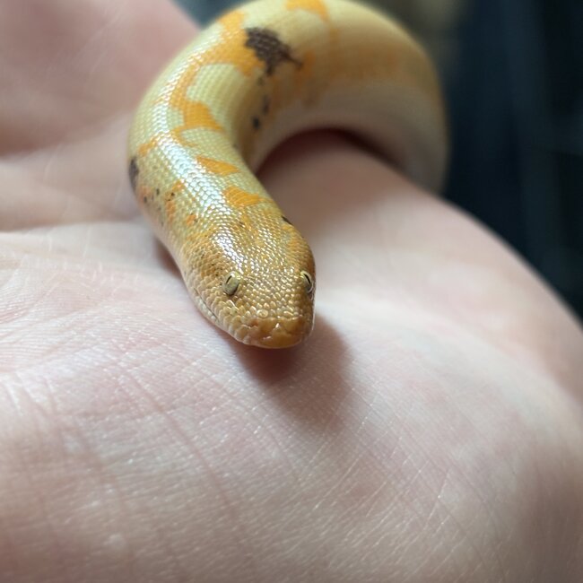 Paradox Albino Kenyan Sand Boa Male 66% het anery