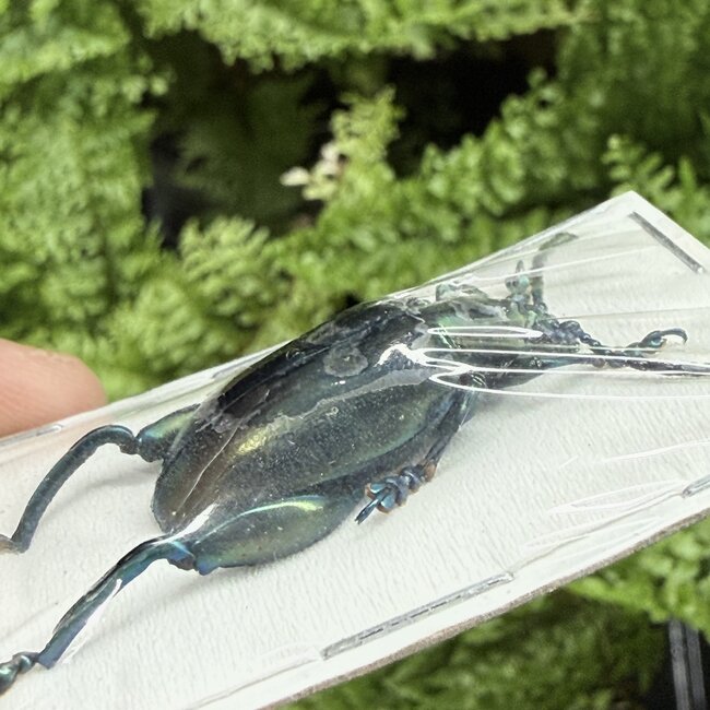Dry Taxidermy Blue Frog-Leg Beetles Sagra femoralis