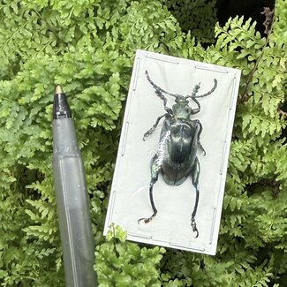 Dry Taxidermy Blue Frog-Leg Beetles Sagra femoralis