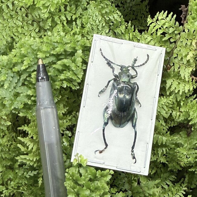 Dry Taxidermy Blue Frog-Leg Beetles Sagra femoralis