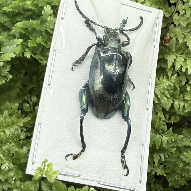 Dry Taxidermy Blue Frog-Leg Beetles Sagra femoralis