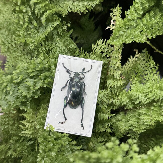Dry Taxidermy Blue Frog-Leg Beetles Sagra femoralis