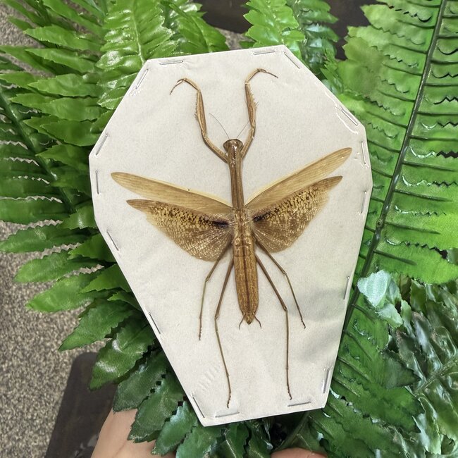 Dry Taxidermy  Asian Praying Mantis Tenodera aridifolia