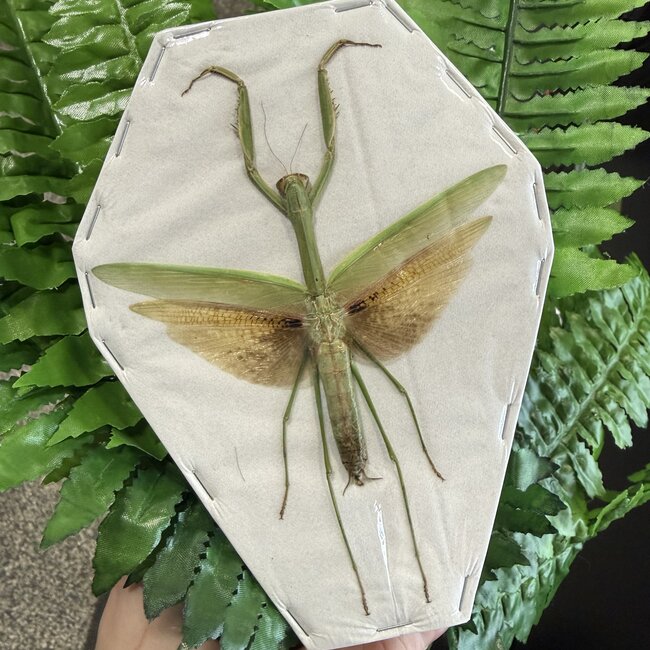 Dry Taxidermy  Asian Praying Mantis Tenodera aridifolia