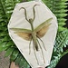 Dry Taxidermy  Asian Praying Mantis Tenodera aridifolia
