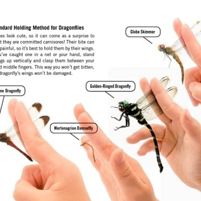 How to Hold Animals, A book by Toshimitsu Matsuhahi