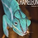 Living Wild: Chameleons Paperback – Illustrated