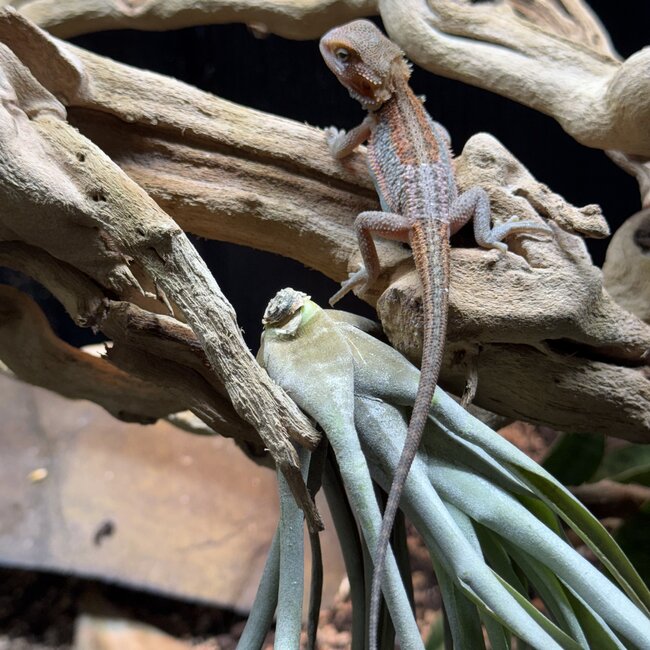 Red Translucent Dunner 'NJ' Bearded Dragon