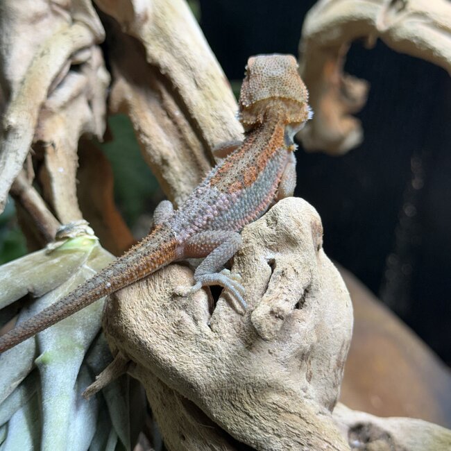 Red Translucent Dunner 'NJ' Bearded Dragon