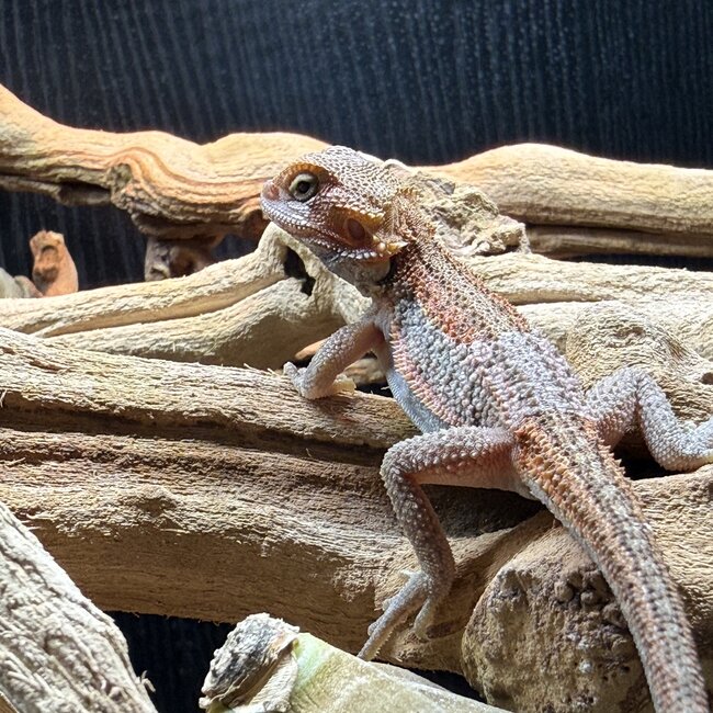 Red Translucent Dunner 'NJ' Bearded Dragon