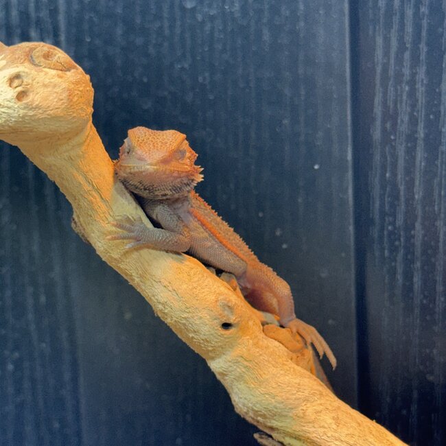 Red Translucent Dunner 'NJ' Bearded Dragon